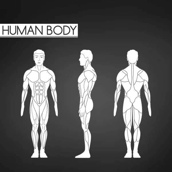 Po celé délce svalů těla, přední, zadní pohled muže stojící — Stockový vektor