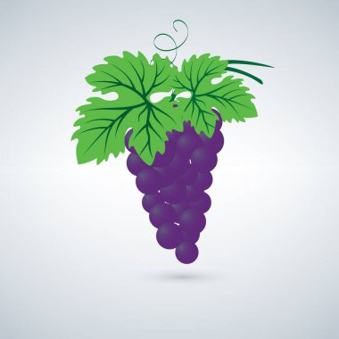 Mor ve yeşil renkli üzüm asma vektör simgesi. Basit ve şık şarap logosu illüstrasyon