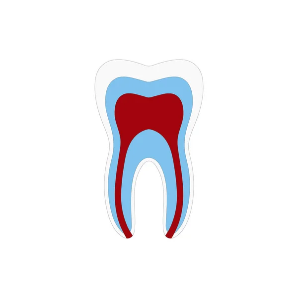 Tıp bilimi eğitimi ve diş sağlığı için emaye dentin pulp kavite kök kanal kanal kan temini dahil olmak üzere tüm parçaları ile Diş yapısı Anatomisi — Stok Vektör