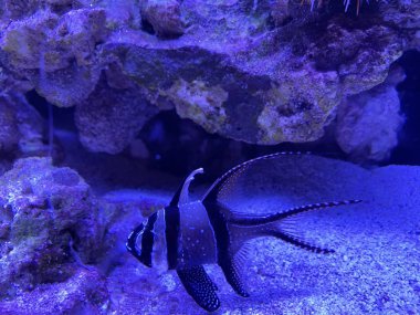 Sarı Zebrasoma balığı pembe mercan poliplerinde yüzer ve saklanır.