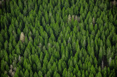 Yeşil orman üzerinde uçuş