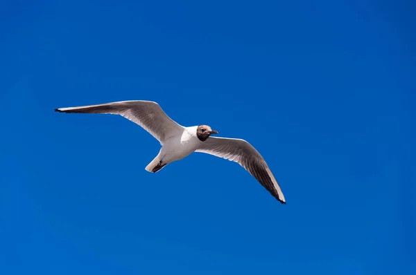 Vliegende meeuw in de blauwe lucht — Stockfoto