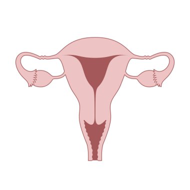 Dişi üreme organları grafik simgesi. Beyaz arka planda rahim işareti var. Kadın üreme sistemi sembolü. Vektör illüstrasyonu