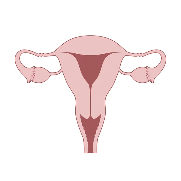 Γραφική Εικόνα Γυναικείων Αναπαραγωγικών Οργάνων Uterus Υπογράψει Απομονώνονται Λευκό Φόντο — Διανυσματικό Αρχείο