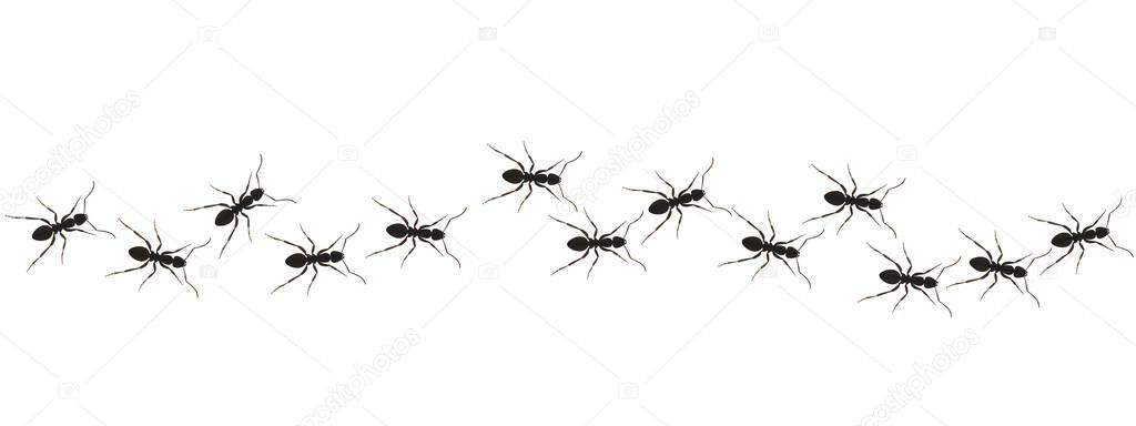 Ants path graphic icon. Black line of worker ants isolated on white background. Vector illustration