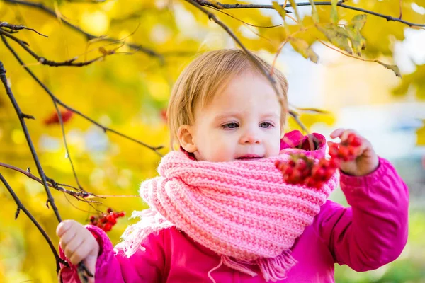 Toddler girl trying to get one rowan berry. Autumn park. — Stock Photo, Image