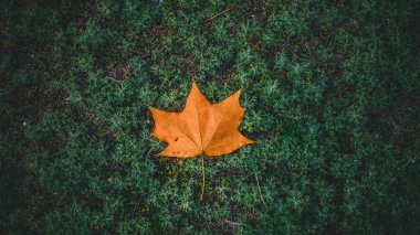 Yeşil çim bir arka plan üzerinde renkli sonbahar yaprakları