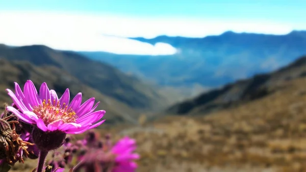 Yeşil bir dünya gülümseme