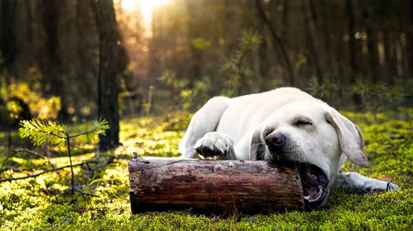Labrador, žvýkání na kládě na slunečný den v lese — Stock fotografie