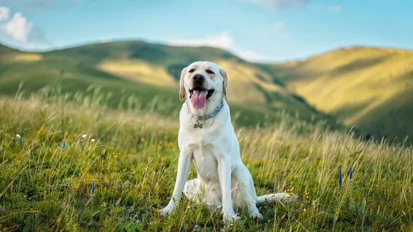 Krásný pes Labrador na zelené trávě — Stock fotografie