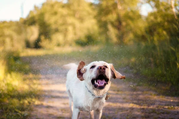 Gelukkig natte hond Labrador loopt — Stockfoto