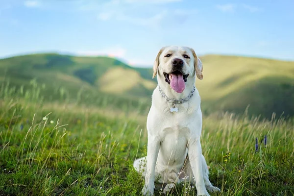 Mooie Labrador hond op groen gras — Stockfoto