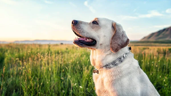 Dog white Labrador in profile, — Stockfoto