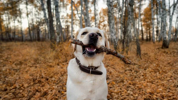 Dog white Labrador with a stick in the autumn leaves