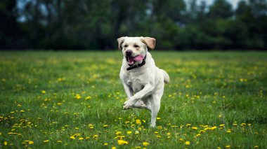 A White Labrador dog running through a green meadow in the colors of the language hangs