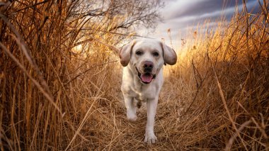 Labrador dog running among the dry yellow grass in the spring