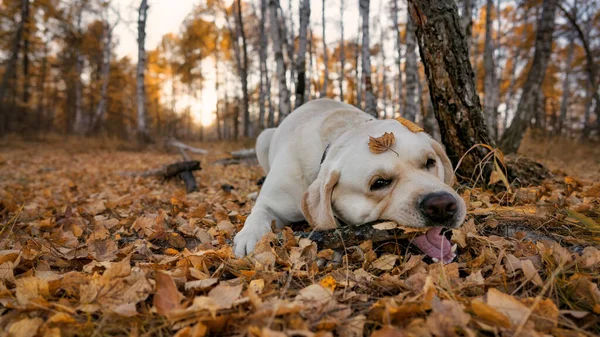 Labrador dog lying chewing stick in yellow autumn forest — Stockfoto