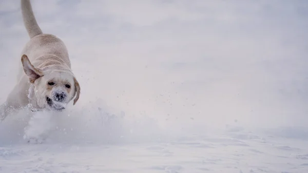 Labrador dog running blasting white snow — Zdjęcie stockowe