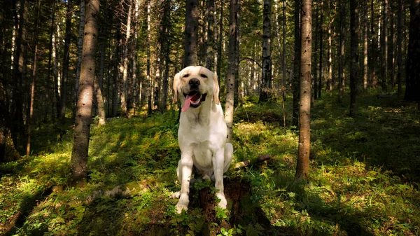 Labrador dog sitting on a stump in the forest — Stock fotografie