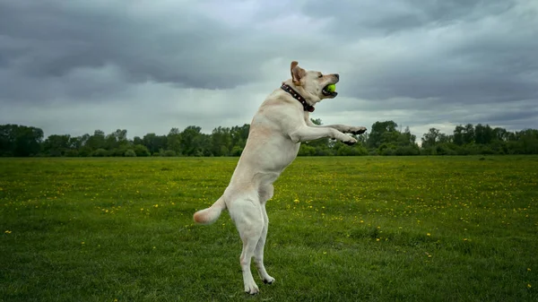 The dog is a white Labrador jumping for the ball up in the summer