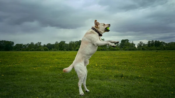 The dog is a white Labrador jumping for the ball up in the summer — Stock fotografie