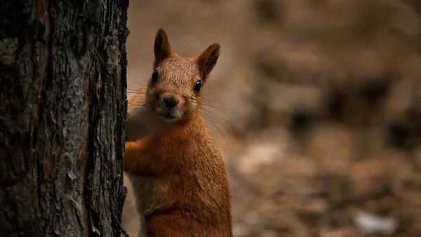 Brown squirrel in the woods near a tree — Stock fotografie