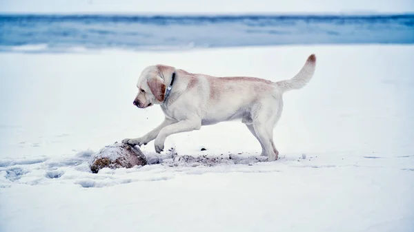 Labrador dog in the snow plays with a stone