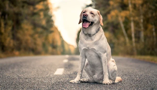 Labrador dog sitting on the road satisfied — Stockfoto