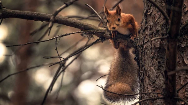 Brown Squirrel sits on a branch concerned — Stock Photo, Image