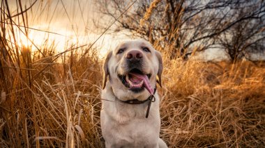 Labrador dog is very happy sitting in the dry yellow grass