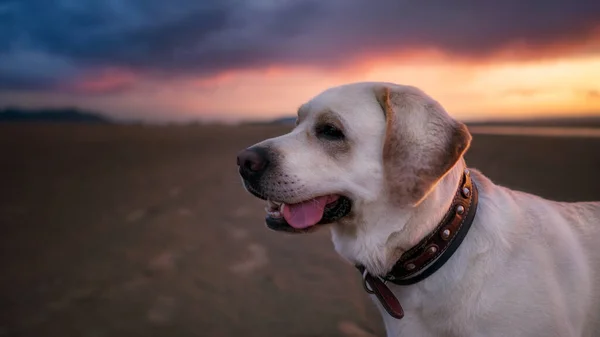 Retrato de cão Labrador ao pôr do sol na praia — Fotografia de Stock