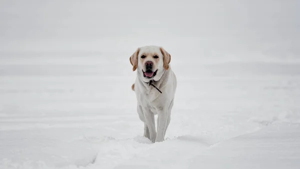 Labrador dog standing on white snow — Zdjęcie stockowe