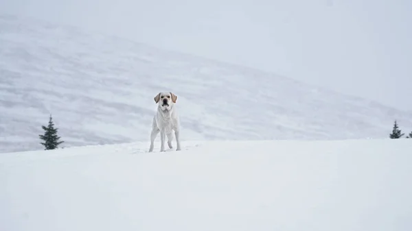 Пёс-лабрадор стоит на белом снегу в горах — стоковое фото