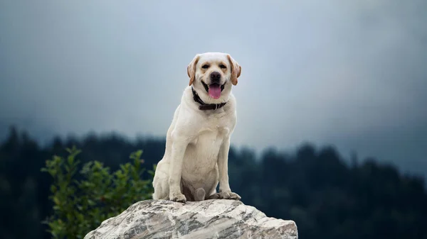 Labrador dog sitting on a white stone smiling — Stock fotografie