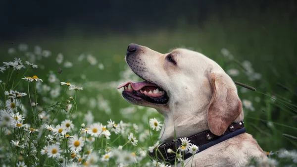 Labrador dog sitting pretty in the colors of the daisies in the summer — Stock fotografie