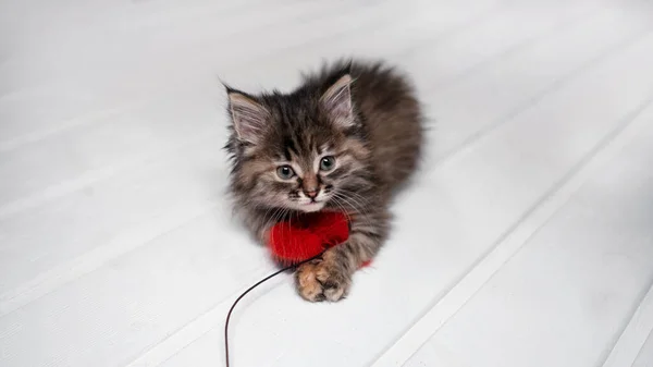 Kitten with toy on white floor