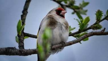 bird goldfinch gray, face red