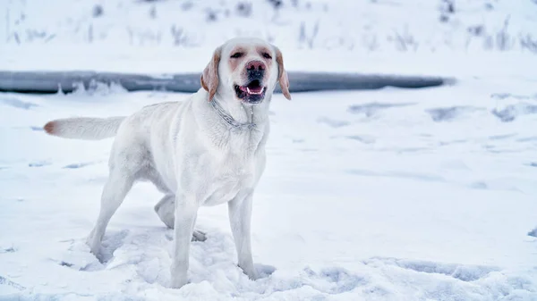 white Labrador on the white snow