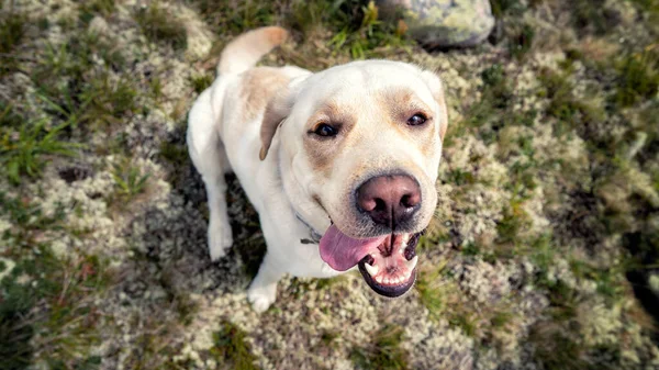 Labrador dog smiling frame from the top down