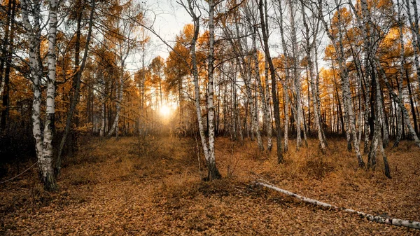 Autumn forest yellow leaves, the sun through the trees