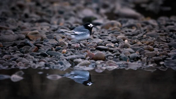 Wagtail common bird with reflection in water — Stockfoto