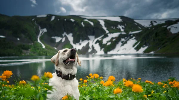 White labrador stands in frying colors against the backdrop of a blue lake and mountains — Stock fotografie