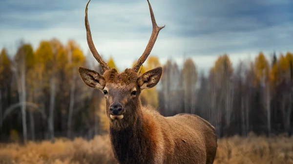 Deer maral on the background of the autumn forest