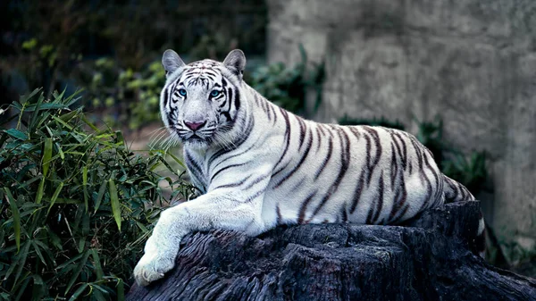 beautiful white tiger with blue eyes lies on the stone