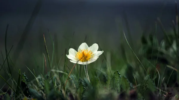 White flower in green grass — Stock Photo, Image