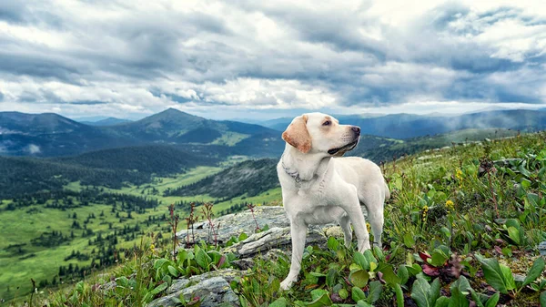 Labrador dog in the mountains in the summer
