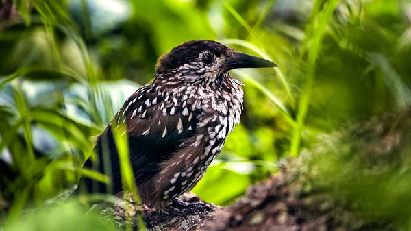 El pájaro es un Cascanueces sentado en la hierba — Foto de Stock