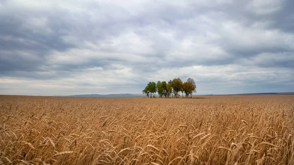 Wheat yellow field with birches in the middle