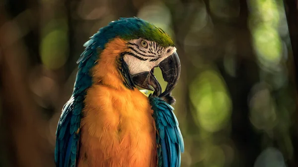 Papuga macaw piękny bokeh Portret — Zdjęcie stockowe