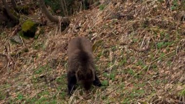 Küçük ayı sopası sonbaharda kökleri yer.